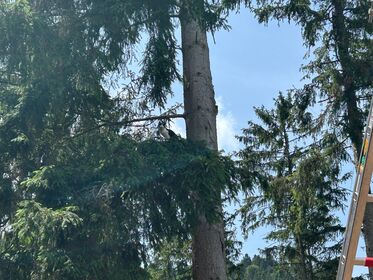 cf572527 b652 4a7d bc92 146c970c213a